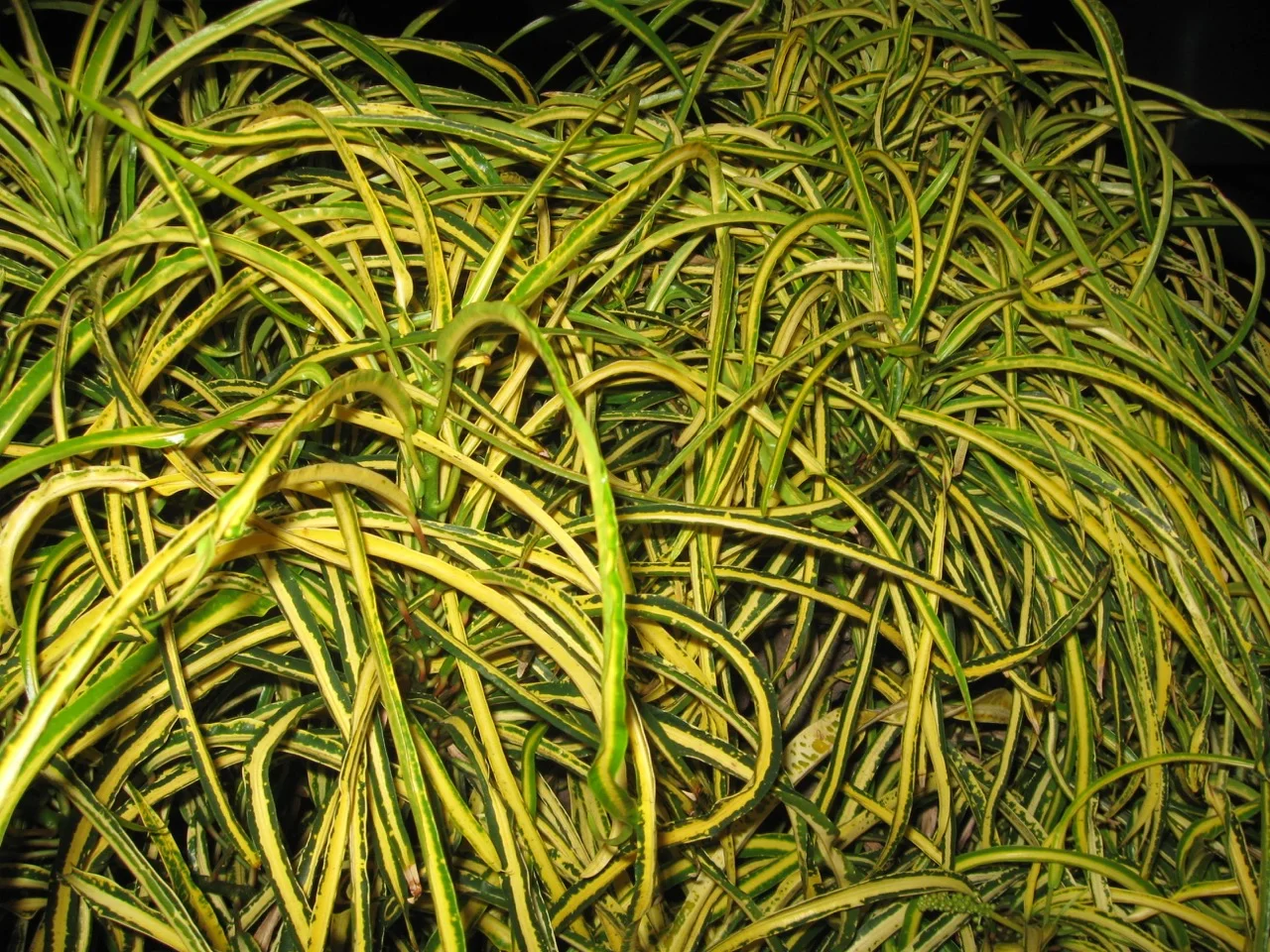 Codiaeum brilliantissima 'Goldilocks' (Yellow String) — Vintage